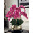 Roberi Arrangement in Pot-311770224-318745111