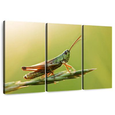 Grasshopper