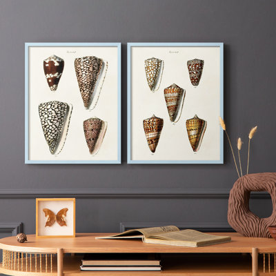 Impression encadrée de qualité supérieure Cone Shell - prêt à être accroché - aucun clou requis - aucun clou requis
