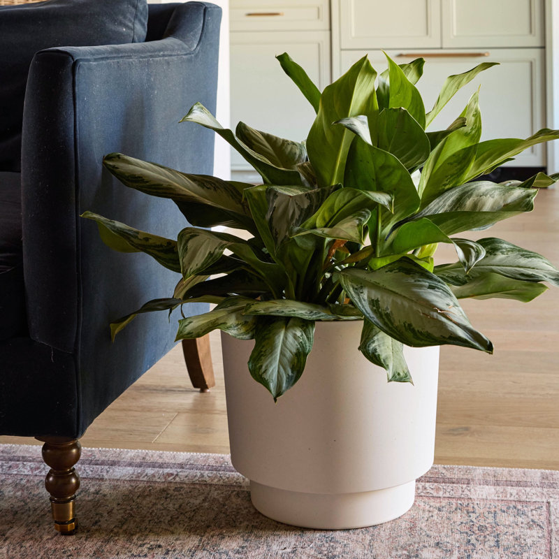 Pot de fleurs intérieur / extérieur Harlow, H 14,13 po x l 13,63 po x P 13,63 po, Ivoire ivoire