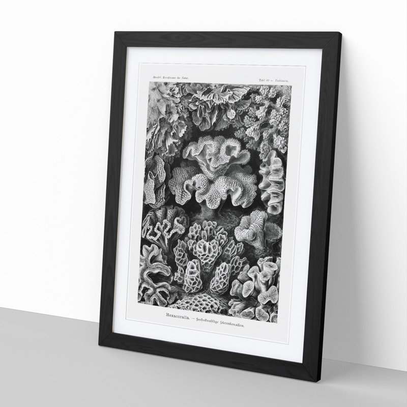 Hexacorallia Coral Vol.2 by Ernst Haeckel - Framed Print, Black Framed, 36cm H x 27cm W x 2cm D