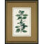 Vintage Botanical Sketch III Print