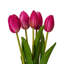Vickerman 16"H Plum Tulip Bundle of 5.-1404122195