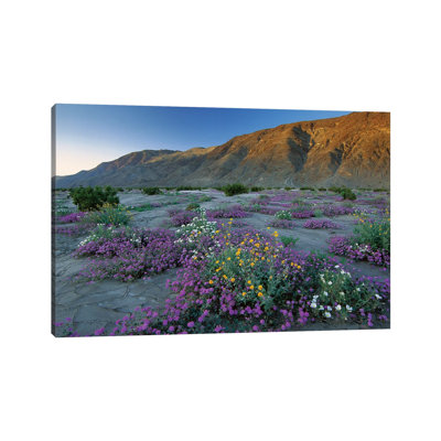 Sand Verbena And Desert Sunflowers, Anza-Borrego Desert State Park, California by Tim Fitzharris - Wrapped Canvas Print