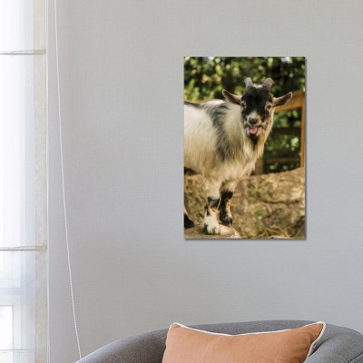 African Pygmy Goat Calling, Issaquah, Washington, USA by Janet Horton - Wrapped Canvas Print