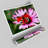 Symmetrical Butterfly - No Frame Print-48116052