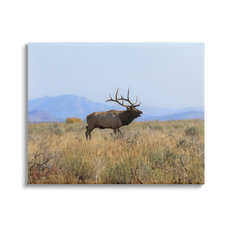 Photographie de cadre photo sur bois aggloméré Elk, Plaque murale, L 16 po x H 20 po