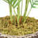 Palm Tree in Planter