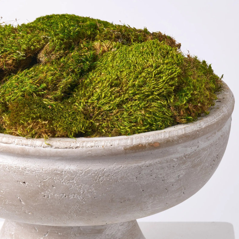 Mousse dans un grand vase en pierre