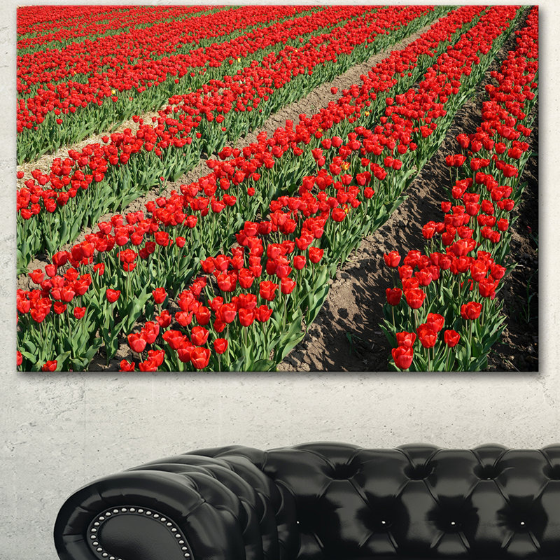 Rows of Red Tulip Flowers - Reproduction de photo sur toile tendue, H 8 po x l 12 po