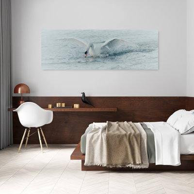 Cygne blanc, éclaboussure, sérénité, sérénité, oiseau, faune