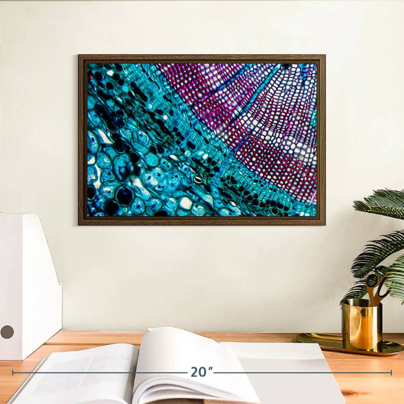 Pine Stem Under Microscope, 13" X 9", Floating Frame Walnut
