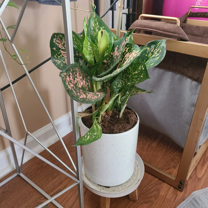 elephant ear indoor plant Metalhead Elephant Ear: Metallic Sheen