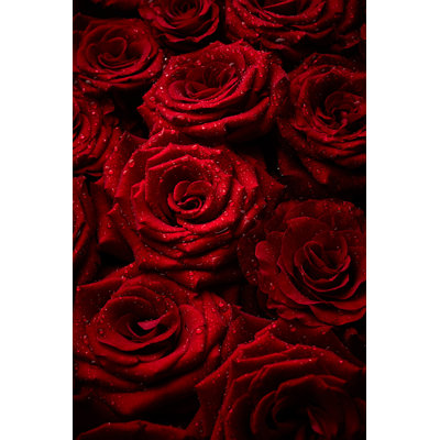 Roses avec gouttes d'eau - photographie sur toile tendue