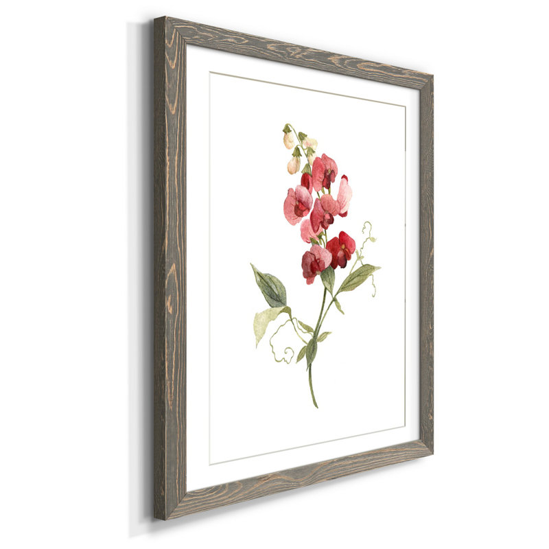 Scarlet Sweet Pea - reproduction d'art sur papier encadrée, H 31,5 po x l 23,5 po x P 1,5 po, Encadré gris