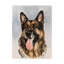 Adelphi, berger allemand - impression sur toile tendue-26110174