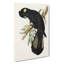 Funereal Cockatoo by Elizabeth Gould - Wrapped Canvas Painting-55366300