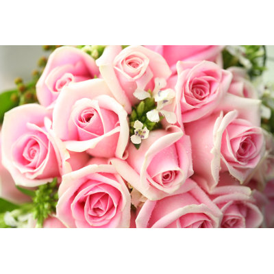Pink rose