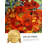 Red Poppies And Daisies-612328721-612328732