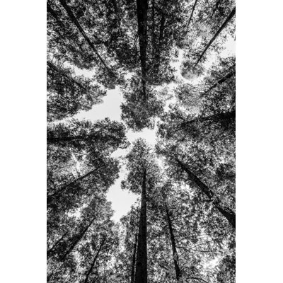 Arbres dans la forêt regardant droit, circulaire, noir et blanc