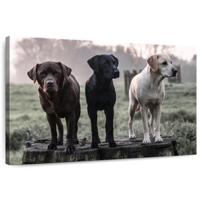 Brampt Labrador Dogs, H 24 po x l 36 po