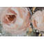 Splash of Roses Hand Painted Acrylic Painting