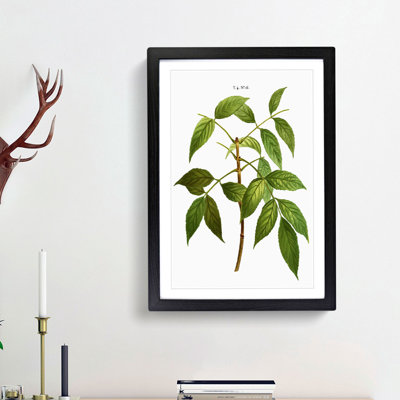 American Ash Tree Branch by Pierre-Joseph Redoute - Single Picture Frame Painting