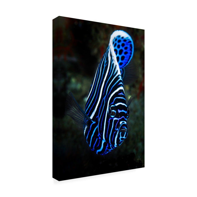 Art sur toile «bolathieu Gabriel empereur angelfish», H 19 po x l 12 po