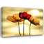 Coquelicots islandais-1536657043