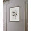 Hellebores In Bloom 1 Print-1319606057