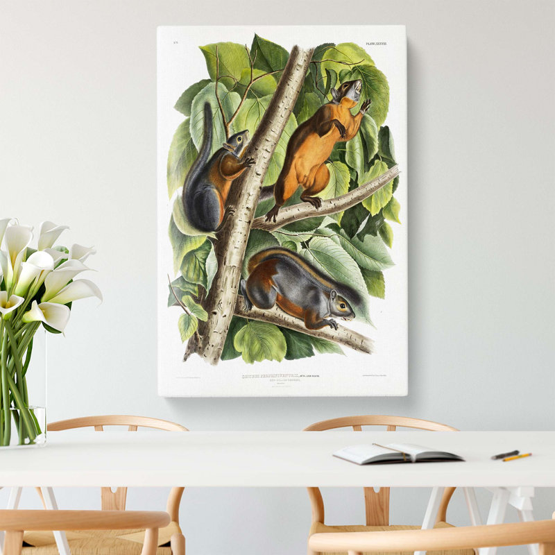 Red-Bellied Squirrels by J.W. Audubon - Wrapped Canvas Print, 50cm H x 35cm W x 3cm D