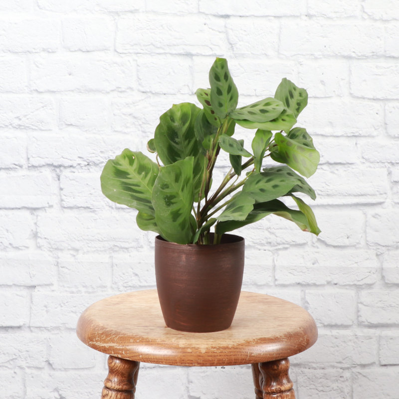 Live Green Prayer Plant in Classic Pot, Copper