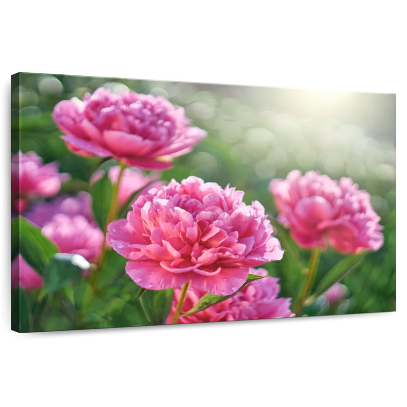 Harnek pivoines roses ensoleillées, H 16 po x l 24 po