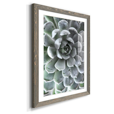 " Zen Succulent III "