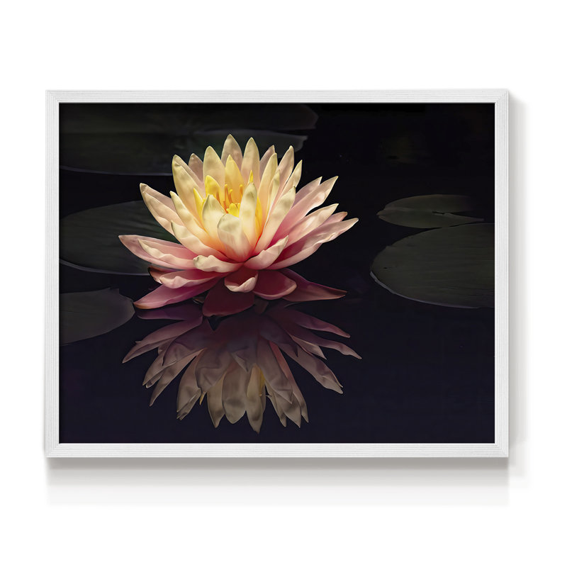 Photographie, étude, nénuphar, reproduction encadrée, H 22 po x l 28 po, Blanc