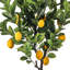 36 po citron en pot