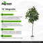 Magnolia Tree