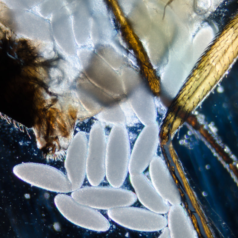 Ungar Insect With Eggs - Wrapped Canvas Print, 30cm H x 30cm W x 3.8cm D