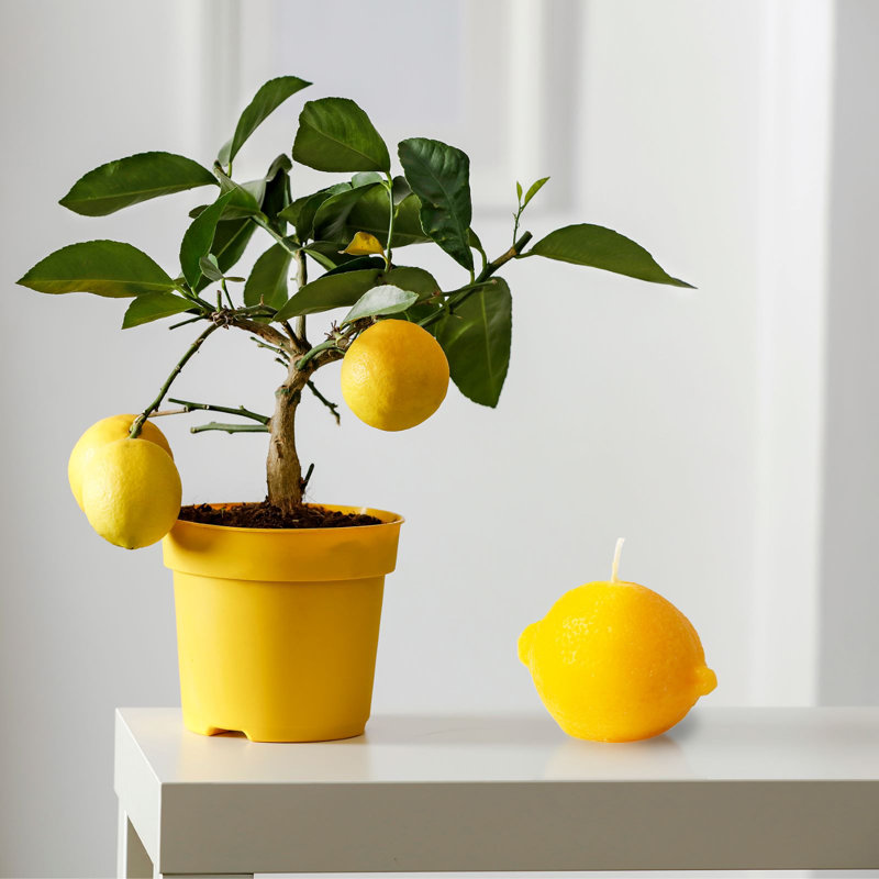 Bougie parfumée en forme de citron, bougie de cire de soja arôme de fruits