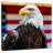 Brampt Mighty US Bald Eagle-109388220