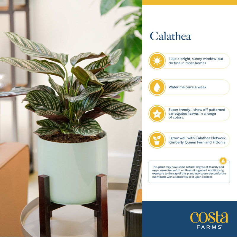 Calathea in Décor Planter