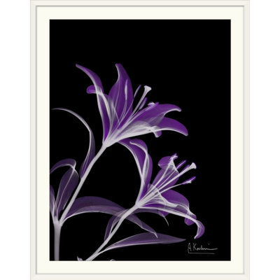 «Manigault», lys mauves par Kiranjit, reproduction de photo