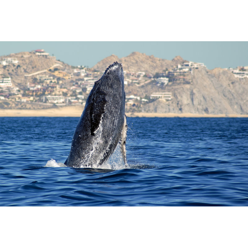 Humpback Whale by Niknikon - Wrapped Canvas Print, 61cm H x 91cm W
