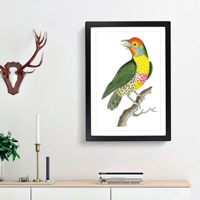 Mayna Barbet Bird by George Shaw - Picture Frame Painting Print