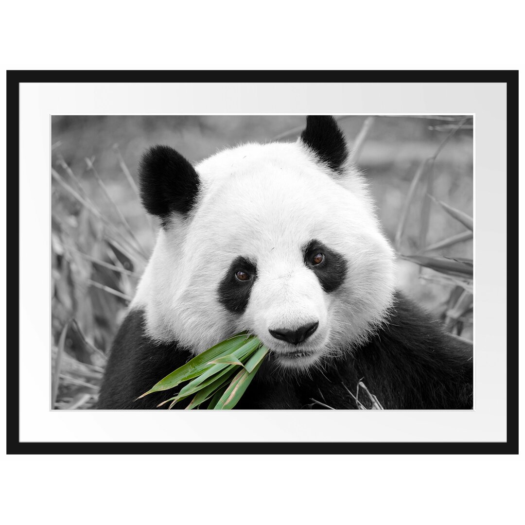 Gerahmtes Poster Kuscheliger Panda frisst Bambus