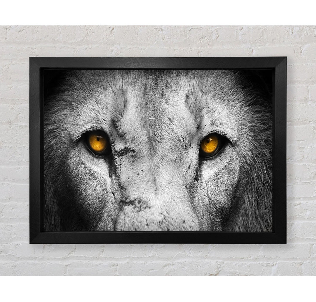 Lion Eyes Gerahmter Druck