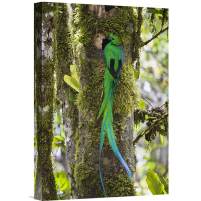 " Costa Rica 'Resplendent Quetzal Male At Nest' "