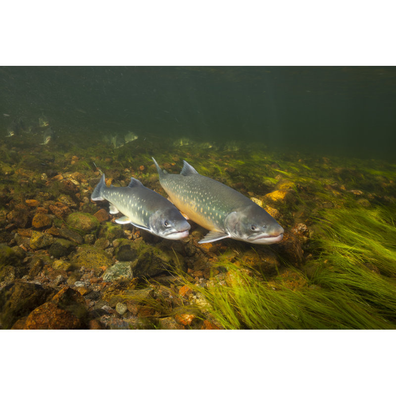 An Chars de l'Arctique nageant dans la rivière Clear Water au Groenland par Danbachkristensen - Photographie sur toile tendue