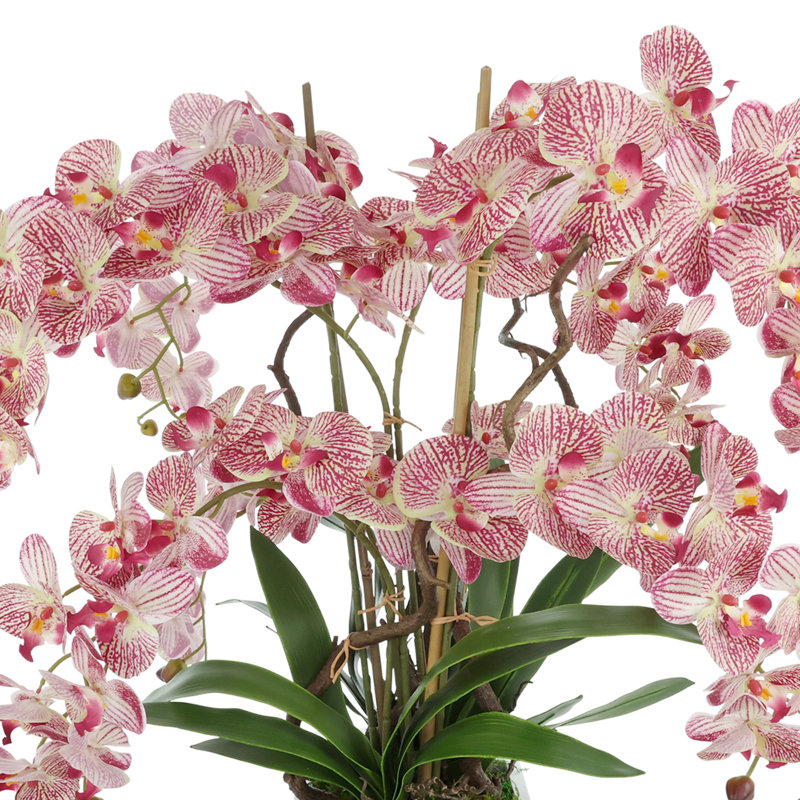 Pink Orchids Arranges in Square Fiberstone Planter