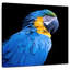 Ara bleu néotropical Brampt